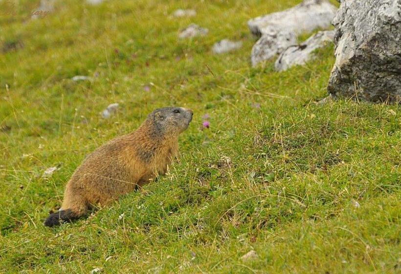 Piccolo Hotel Claudia No Pets