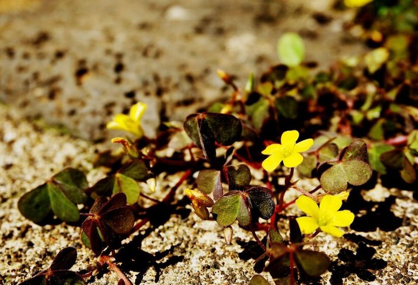 Unnie Guesthouse   Hostel