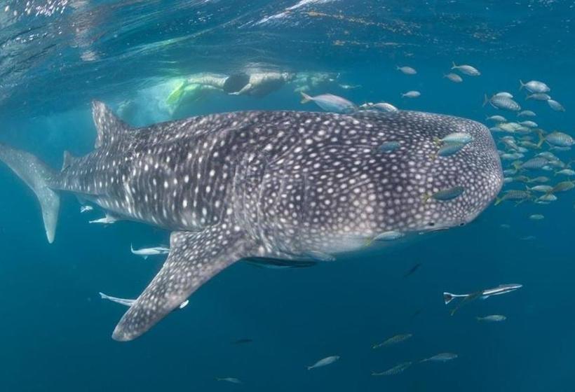 ユースホステル Wickham Retreat Backpackers