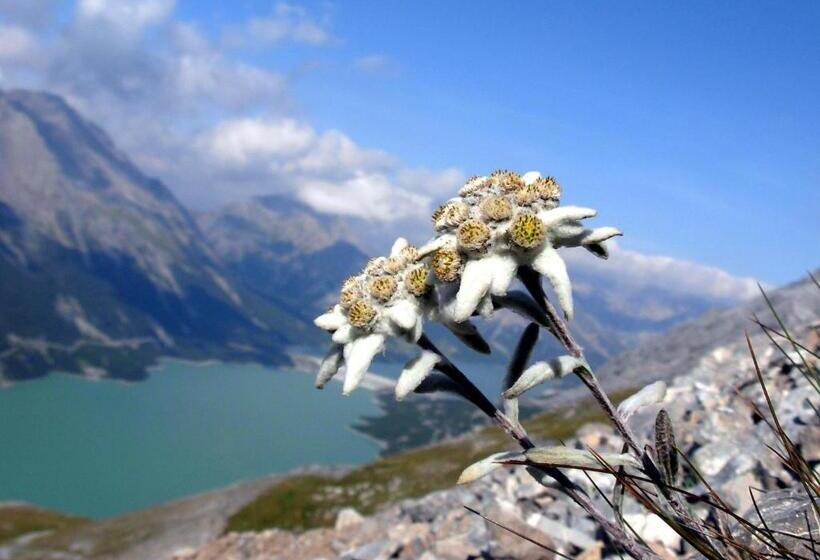 호텔 Albergo Adele