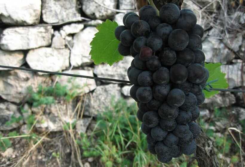 בית מלון כפרי Steinegger