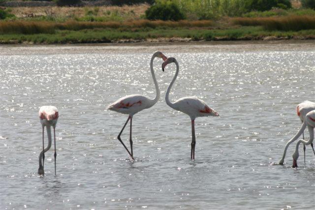 酒店 Villa Pimpina