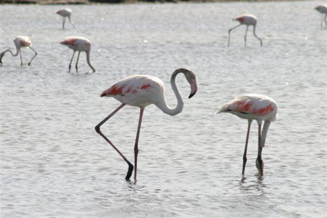 酒店 Villa Pimpina