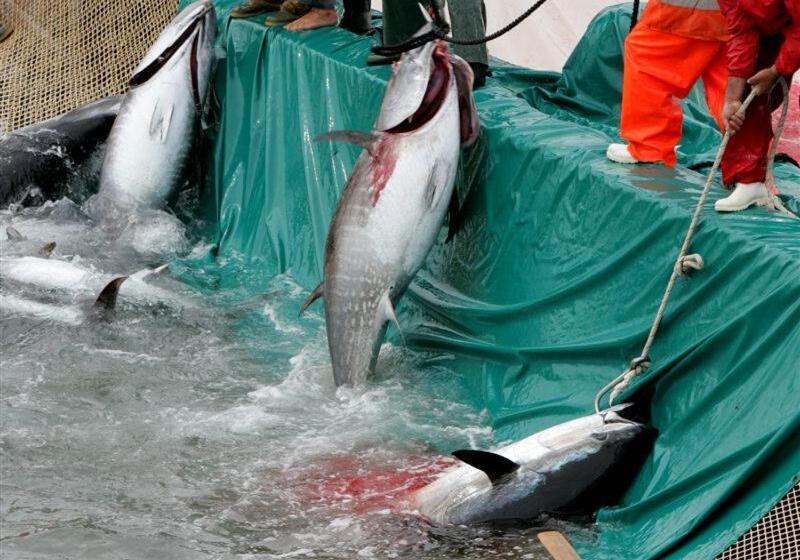 酒店 Villa Pimpina