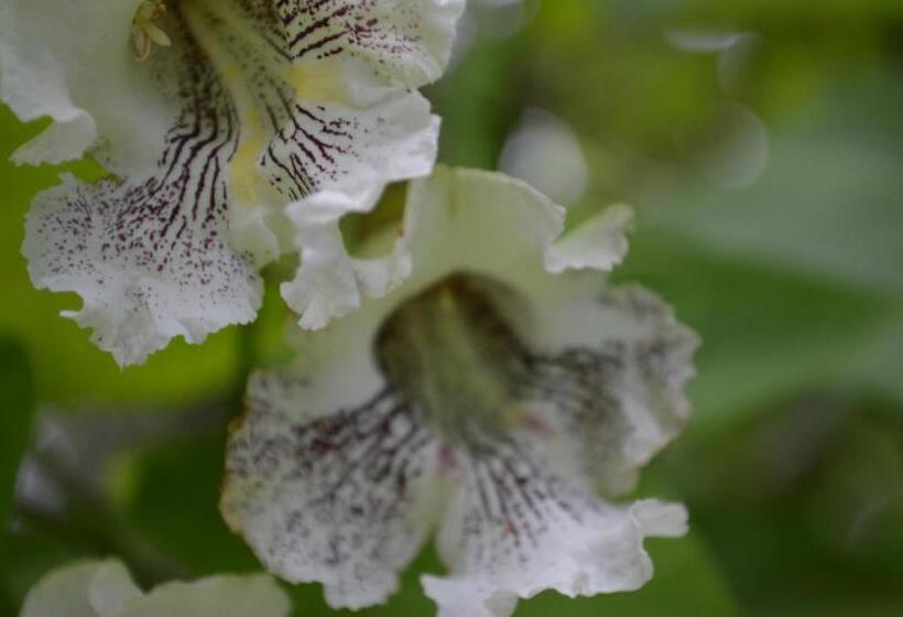 La Maison Collins B&b