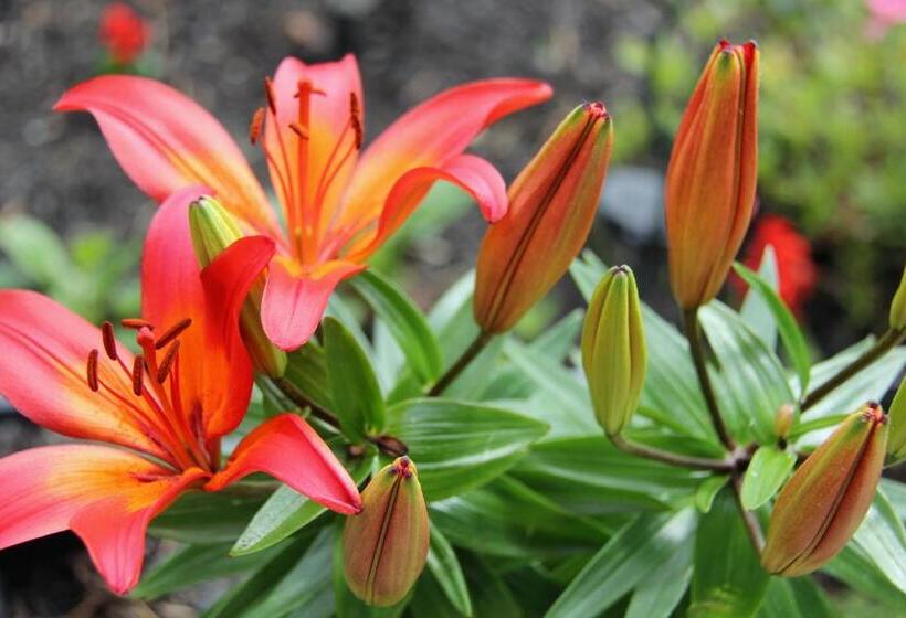 Serendib Bed And Breakfast