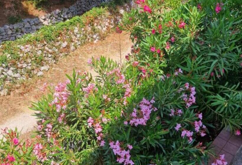 민박 Pansion Belvedere