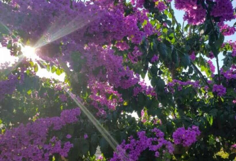 مبيت وإفطار Pansion Belvedere