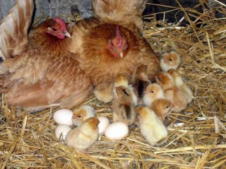 ペンション Guesthouse Filokalia