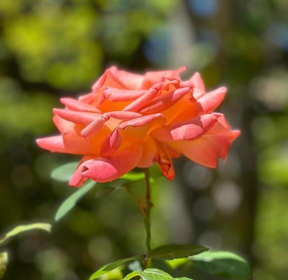 Пансион L Enthousiasme