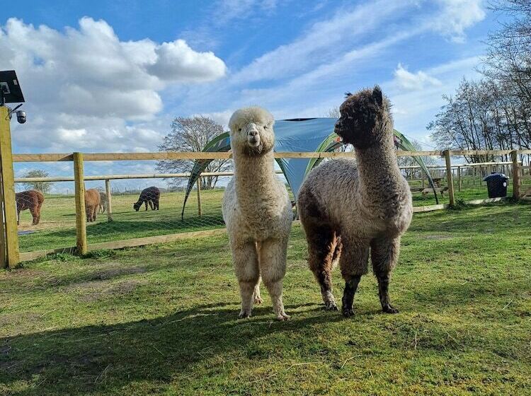 The Botanist   Luxury Cabin With Hot Tub Near York