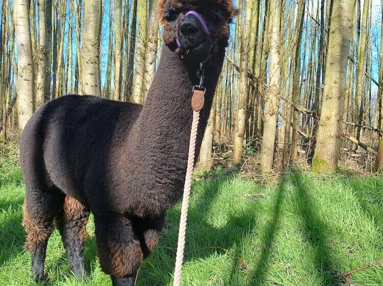 The Botanist   Luxury Cabin With Hot Tub Near York