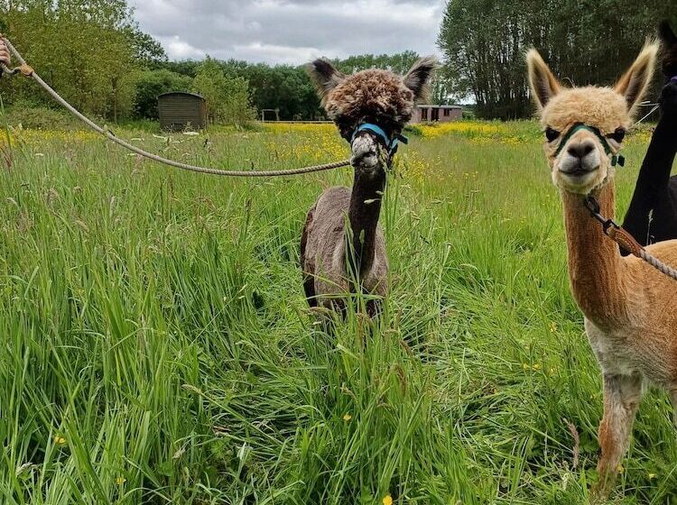 The Heartwood Luxury Cabin Near York