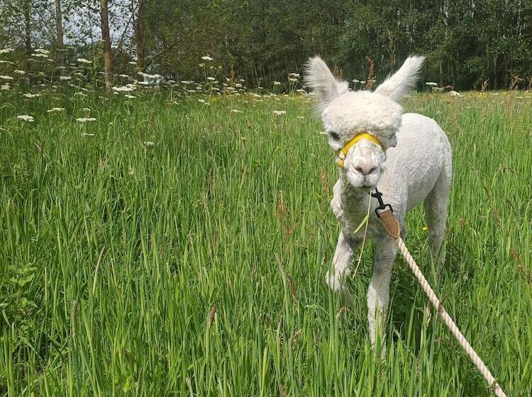 The Heartwood Luxury Cabin Near York