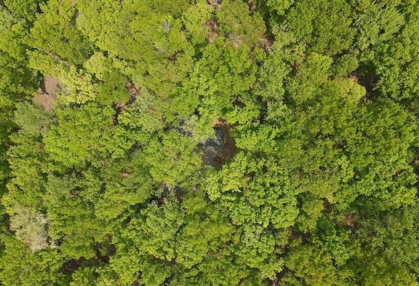 Bear Necessities  Forget Your Worries!