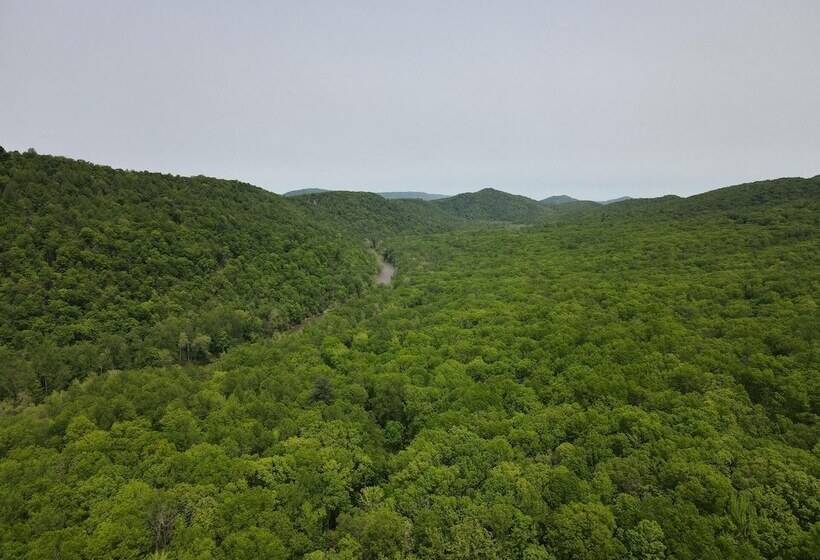 Bear Necessities  Forget Your Worries!