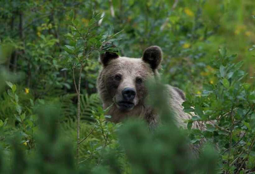 ベッドアンドブレックファースト Leśniczówka U Zięby