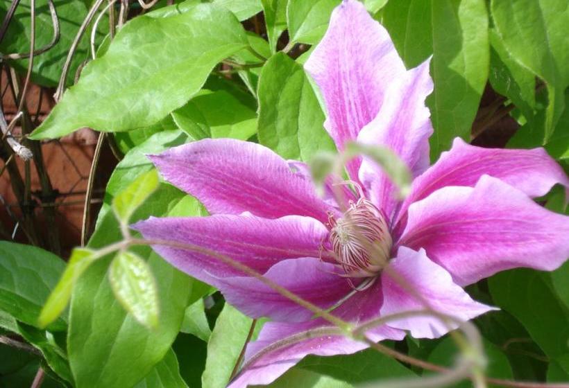 住宿加早餐  Maison Wickenden