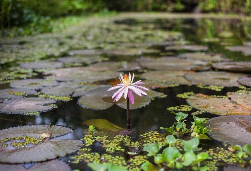 צימר Yolitia Wellness