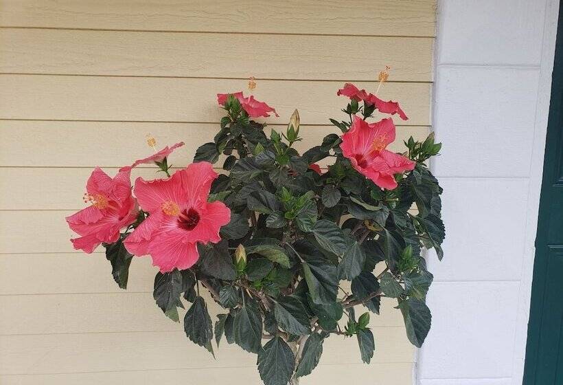 Elmere House Bed & Breakfast