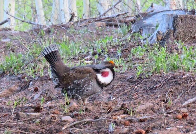 Mein Haus Bed & Breakfast