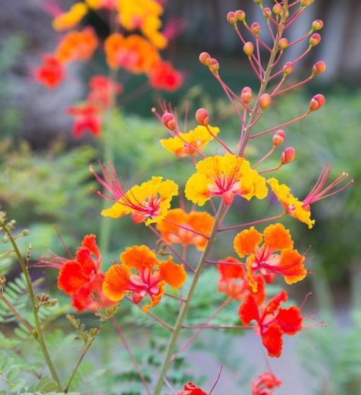 Santiago Resort   Palm Springs Premier Gay Men’s Resort