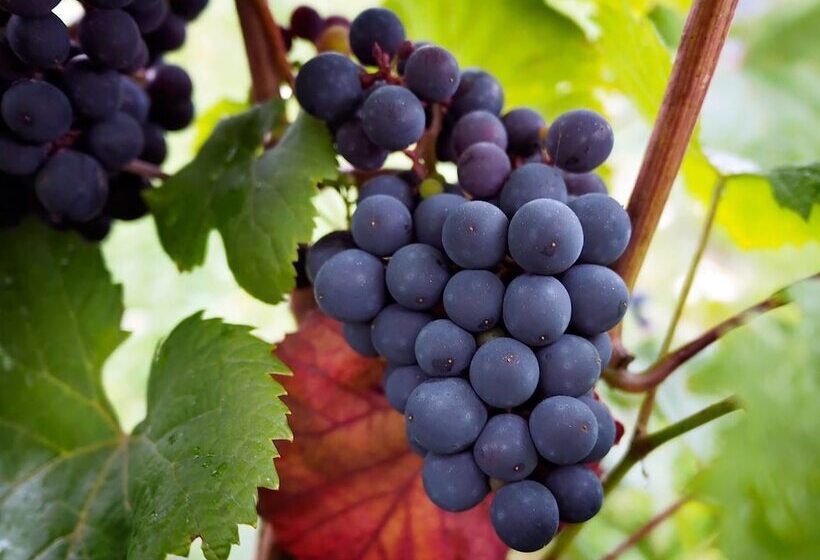 Сельский отель Lerkekåsa Vingård