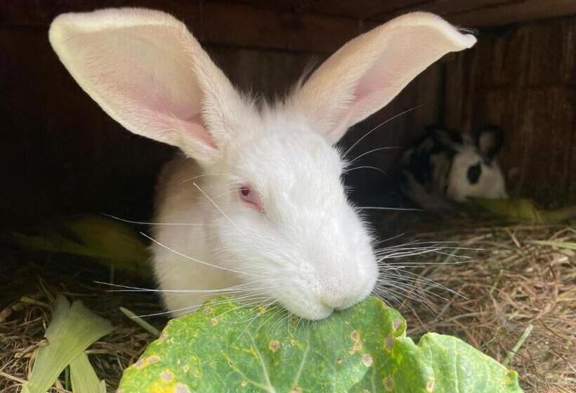 Albergue Casa De Piedra Vaquería