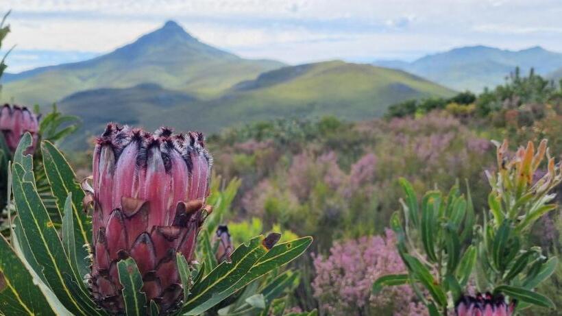 فندق Allie S Mountain Cottage