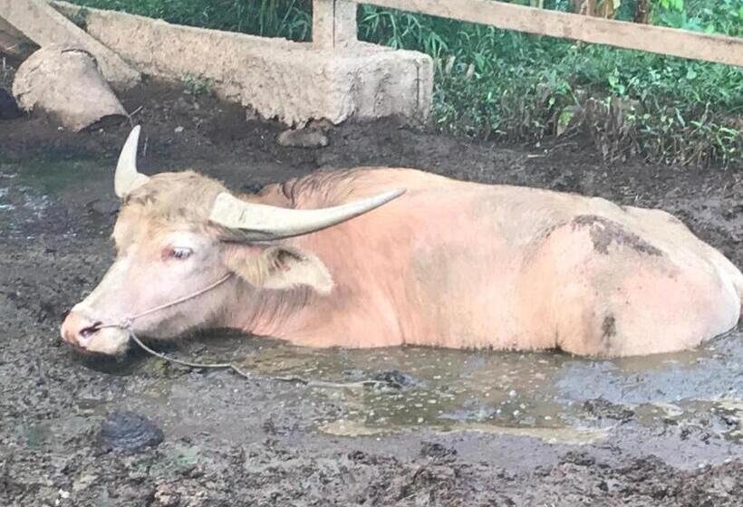 ホテル Phang Nga Farmstay