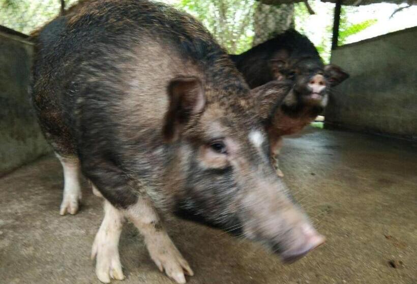 ホテル Phang Nga Farmstay