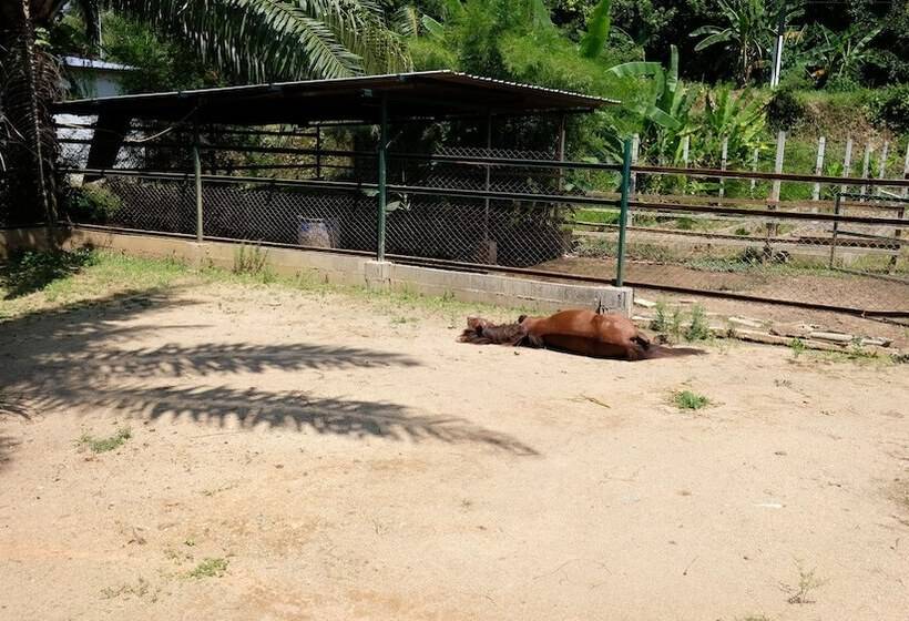 ホテル Phang Nga Farmstay