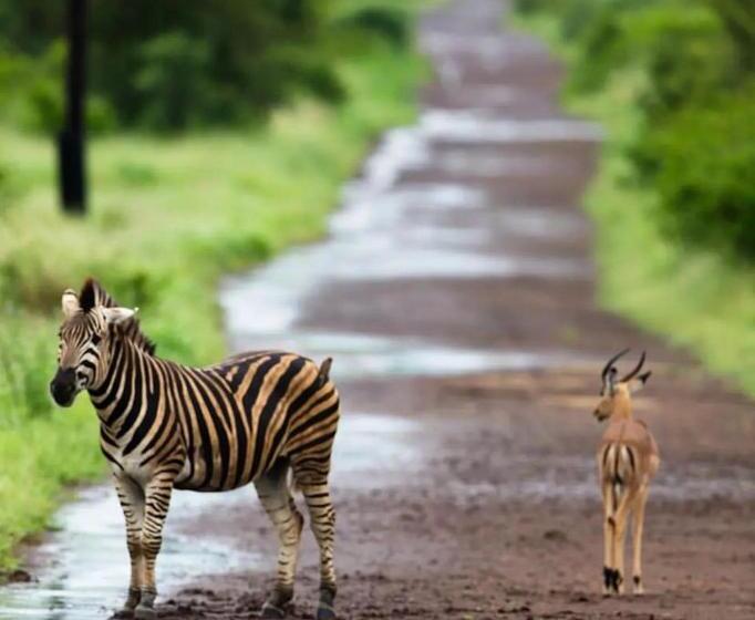 膳宿费 C Rane Guesthouse