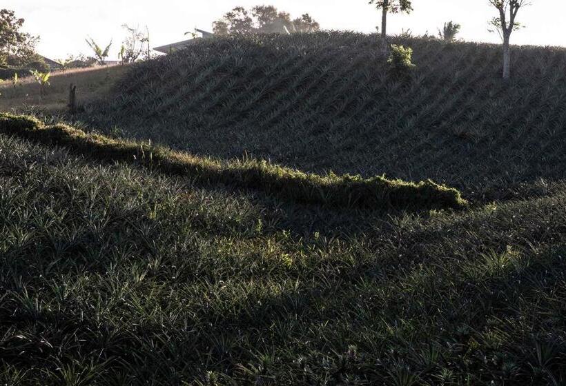 Vijaya Cabin   Ezra Viniti Resort