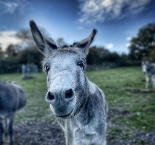 ベッドアンドブレックファースト Sometimes Zimmer Gehaichnishof 7born