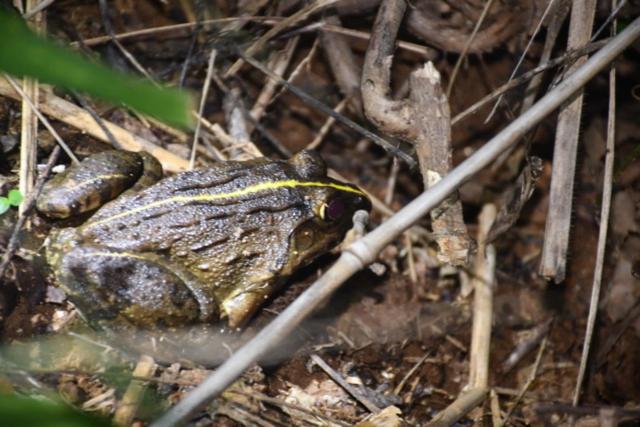 Green Water Resort   Mountain Villa With Natural Pool