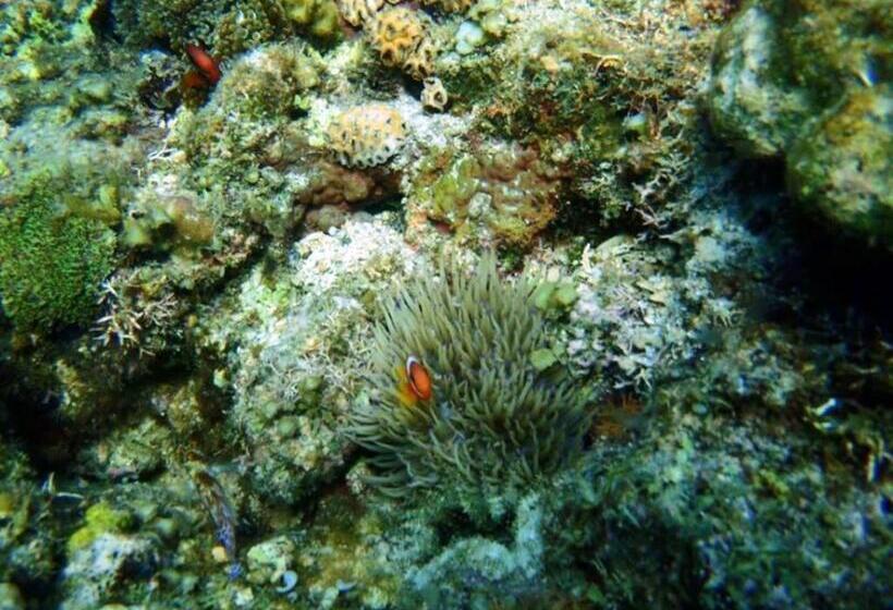 Panglao Kalikasan Dive Resort