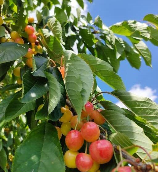 Пансион Les Lys Jolie Suite Parentale Privative Deux Adultes Avec Sdd