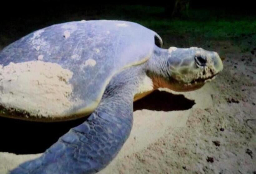 Secret Paradise Resort & Turtle Sanctuary