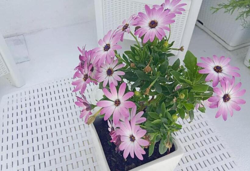 B&b Franciacorta White