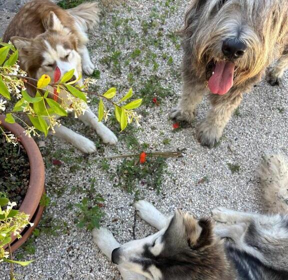 住宿加早餐 Trulli Oiseaux Migrateurs