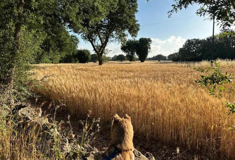 住宿加早餐 Trulli Oiseaux Migrateurs