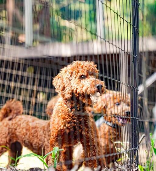 هتل フォレスタ阿蘇車帰