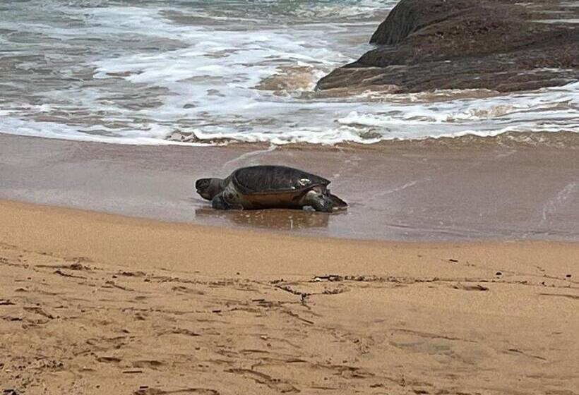 호텔 Turtle Paradise Resort