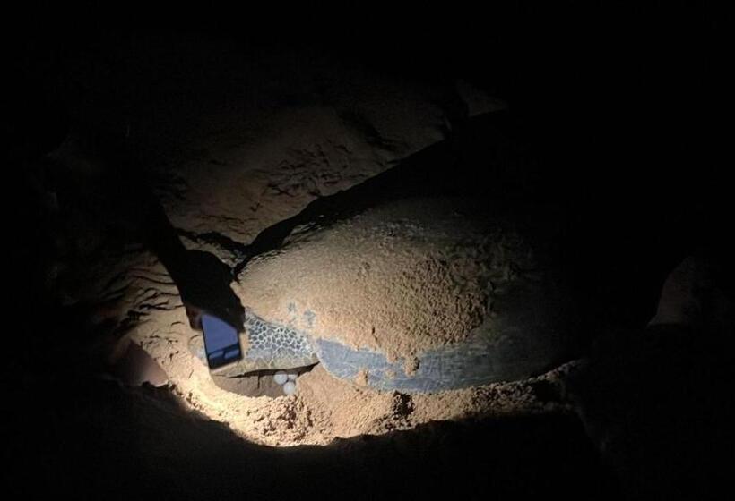 호텔 Turtle Paradise Resort