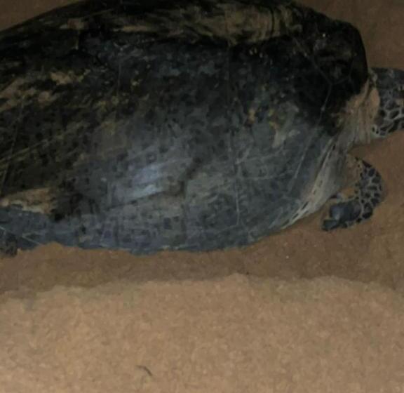 호텔 Turtle Paradise Resort