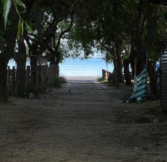 پانسیون альфа