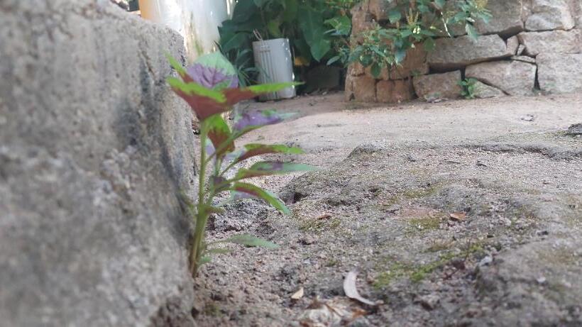 פנסיון Pousada Com Chalés Na Serra Da Meruoca