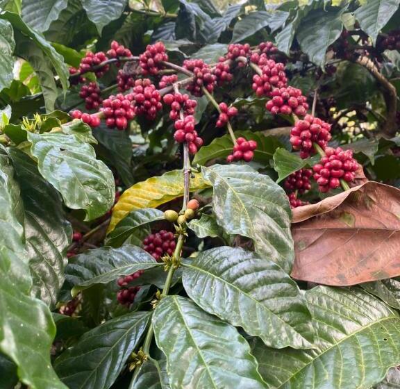 פנסיון Nagarhole Homestay