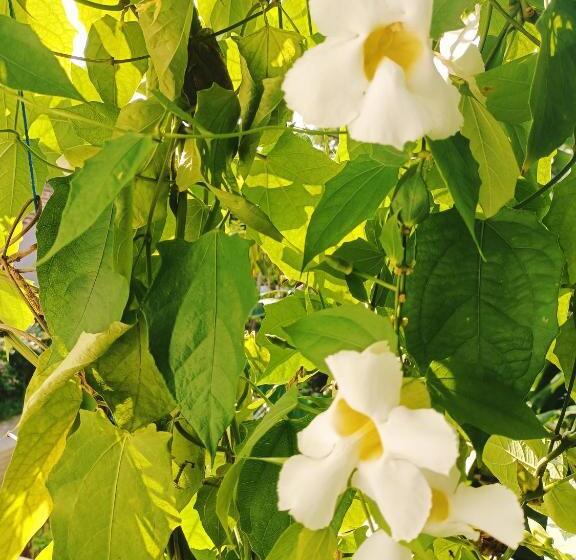 פנסיון Riverside Villa